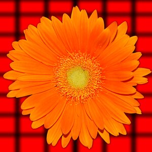 Nature color orange daisy