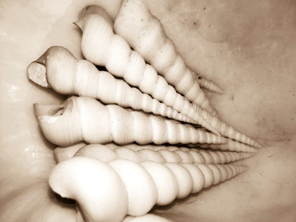 Marine seashell sea
