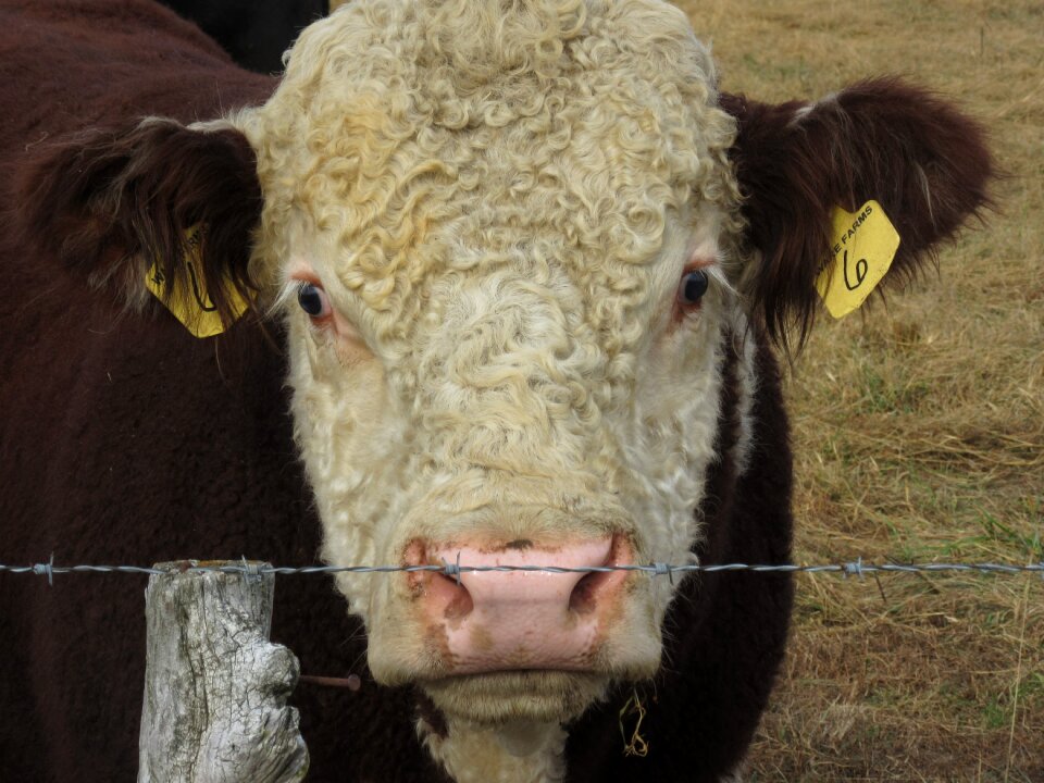 Cow mammal curly hereford