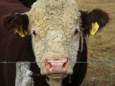 Cow mammal curly hereford