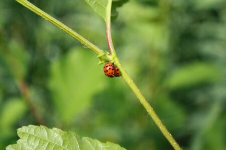 Summer garden ladybug