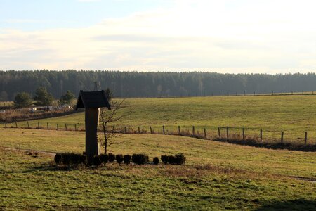 Tree farm grass photo