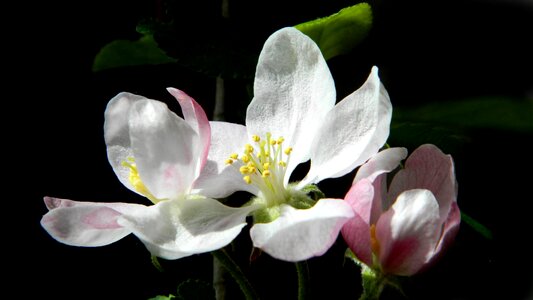 Blooming apple tree flowering tree vernal photo