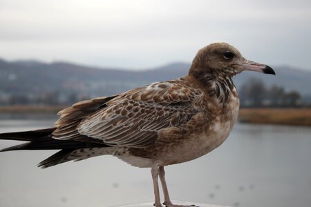 Bird living nature Free photos