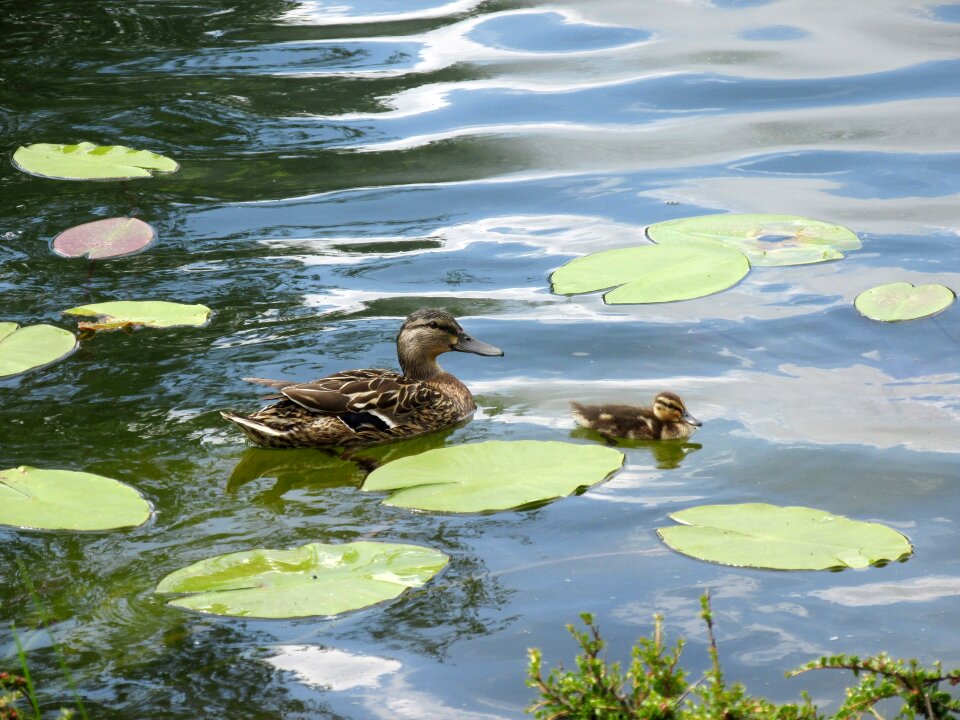 Pond lake nature