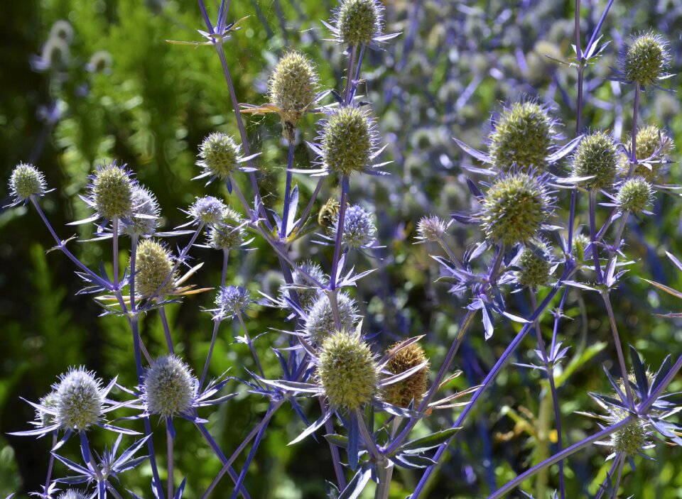 Thistle flower purple