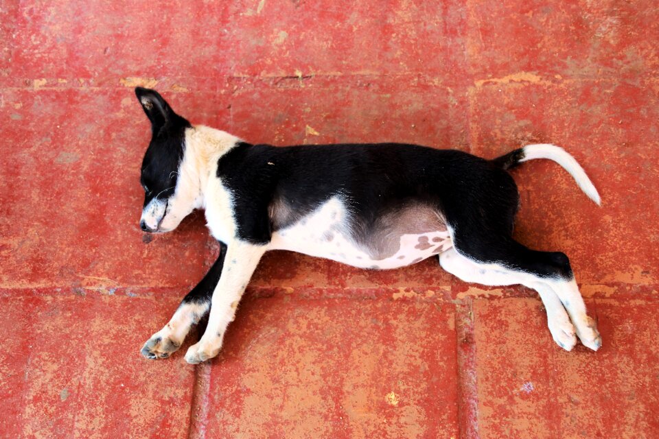Animals charming sleep
