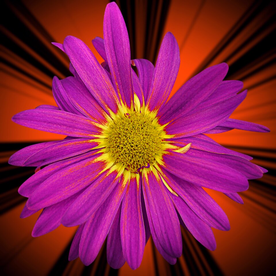 Petal violet flower flowers