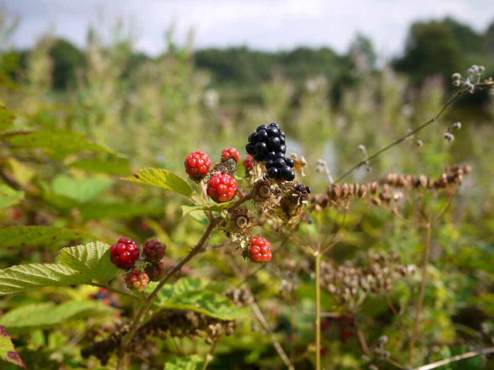 Food outdoor summer