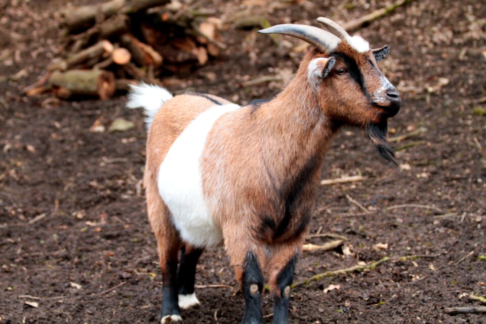 Animal animal world animals
