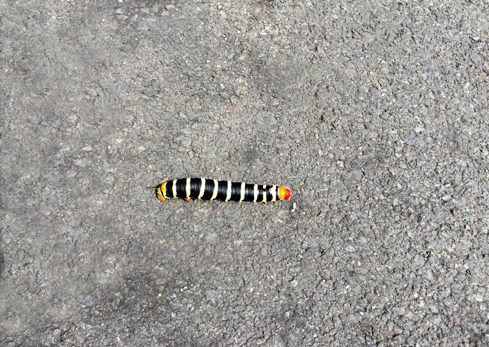 Caterpillar road Free photos