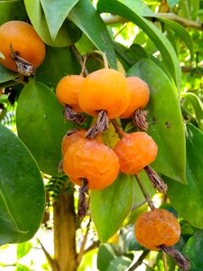 Nature tree plant