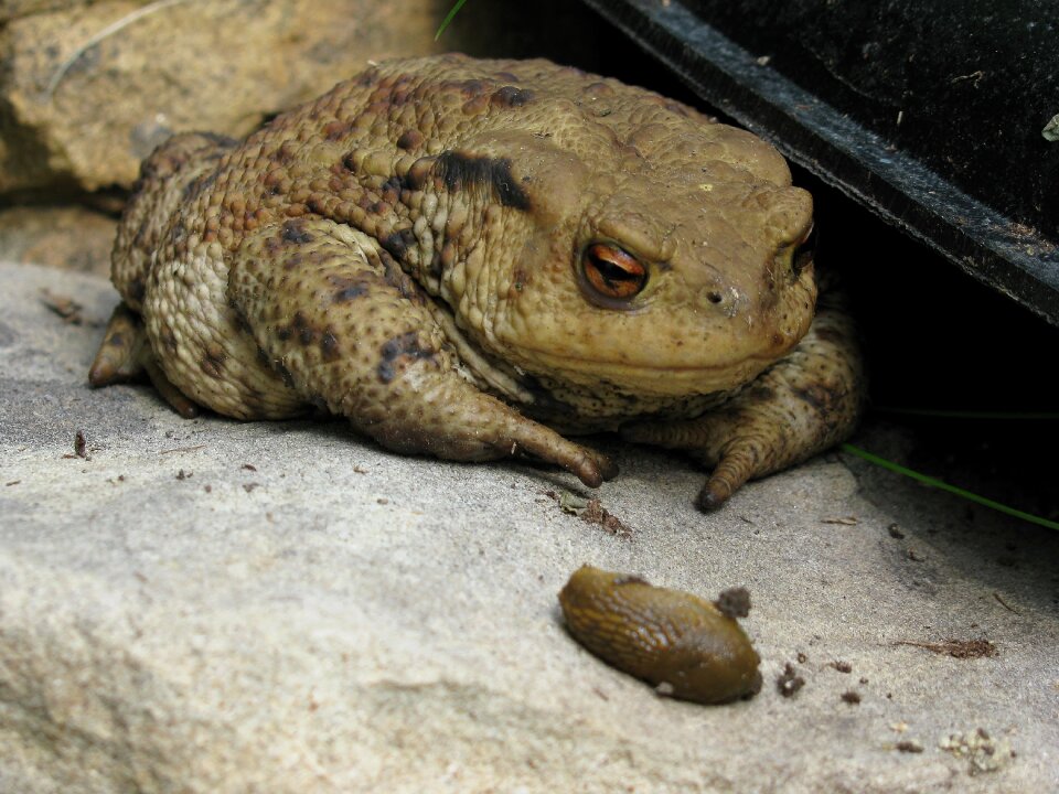 Animal world amphibian animal