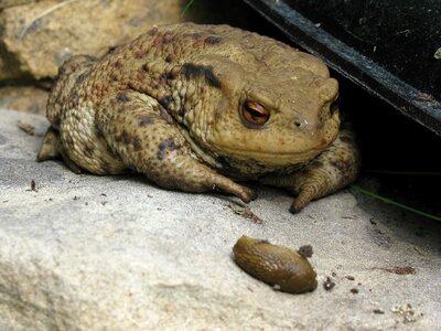 Animal world amphibian animal