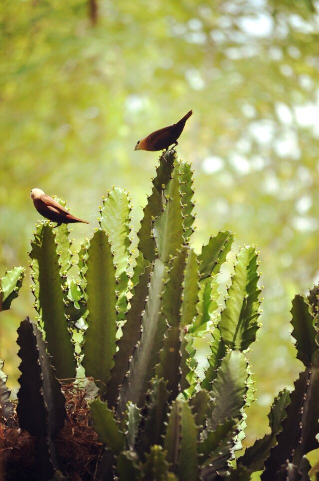 Succulent spine