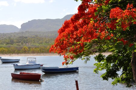 Boats flamboyant sea photo