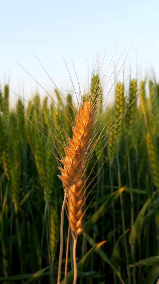 Rural field crop