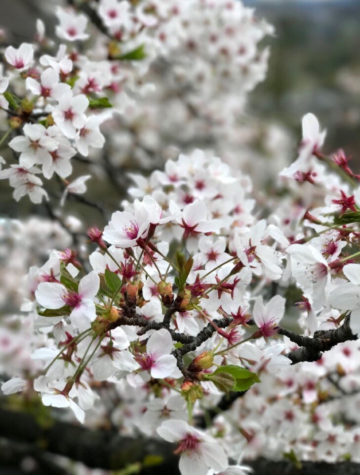 Plant nature cherry trees