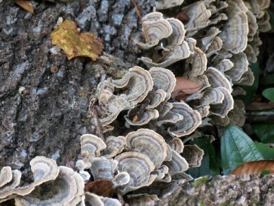 Mushroom desktop