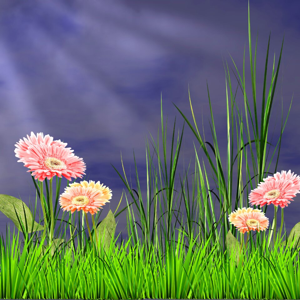 Nature flowers pink flowers