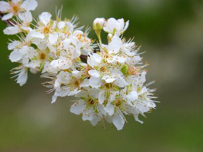 Petal cherry branch