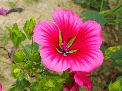 Garden summer s-ms