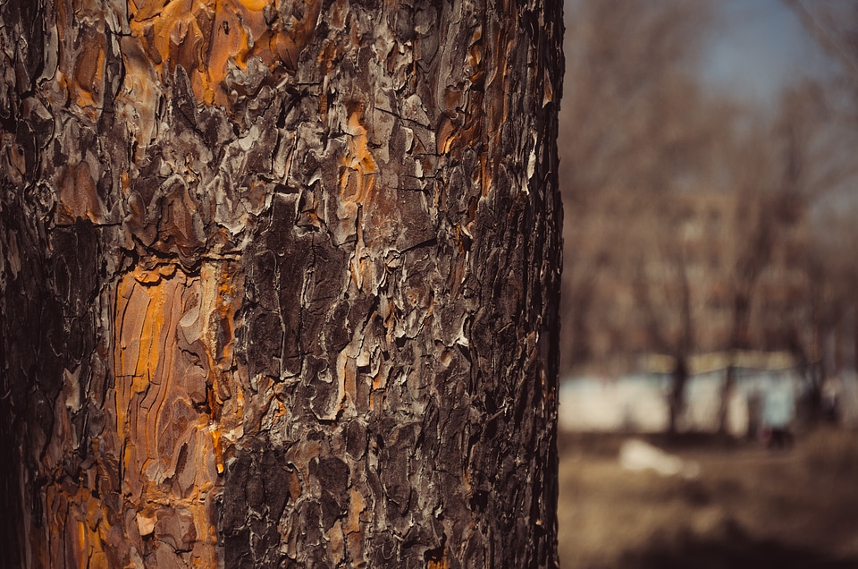 Bark bark of a tree sky