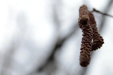 Of course branch tree photo