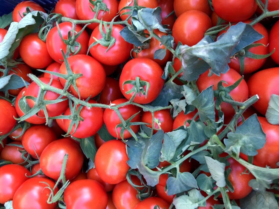 Vegetable tomato fruit