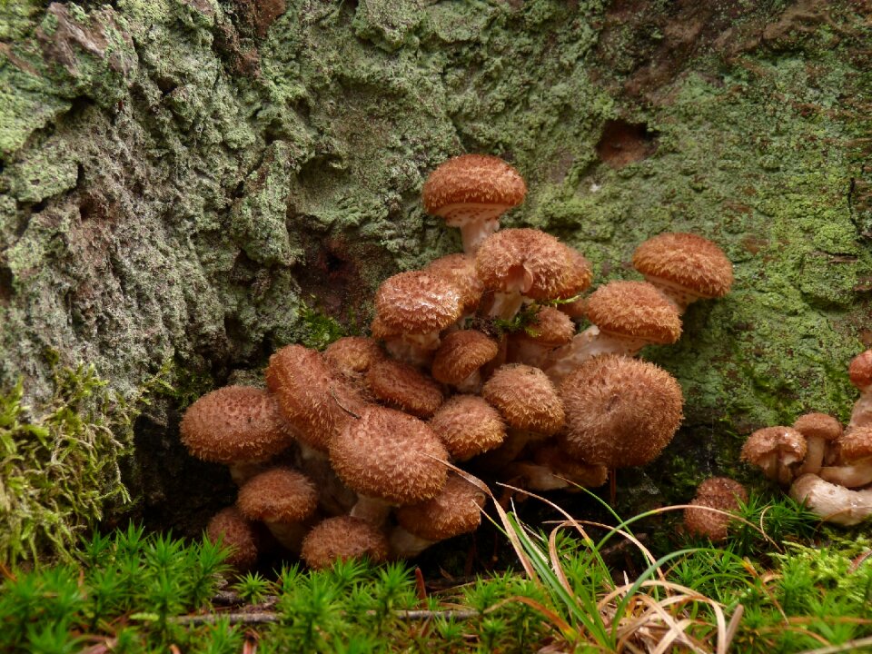 Mushroom mosses nature