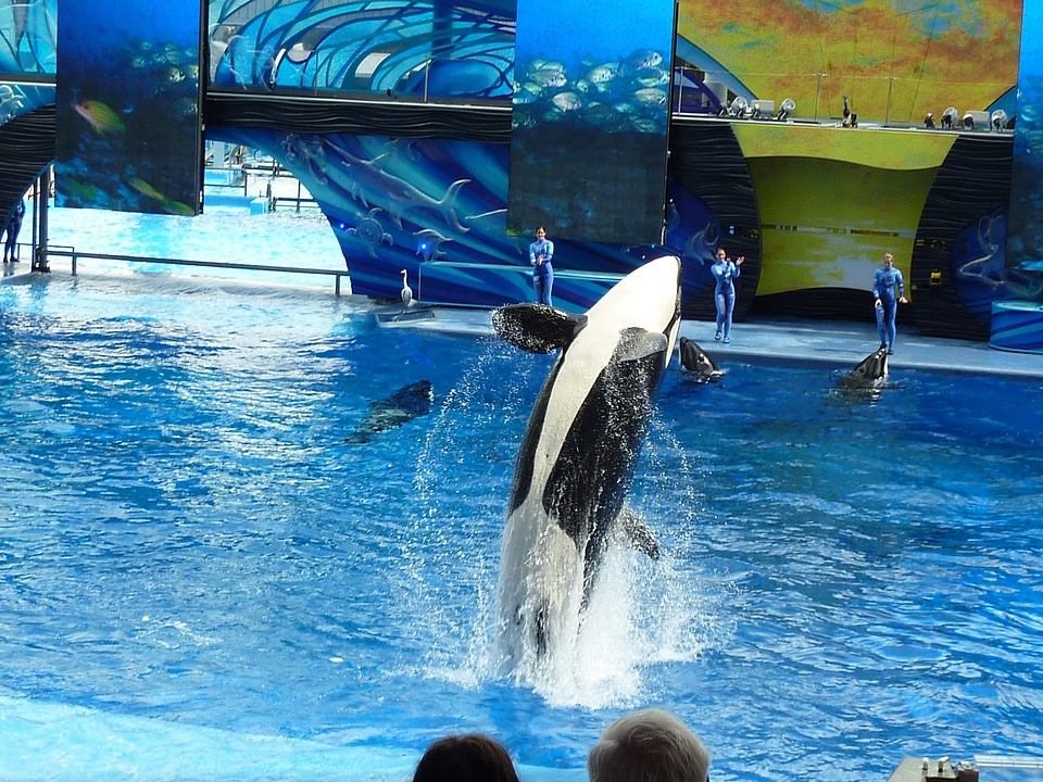 Whale show jump killer