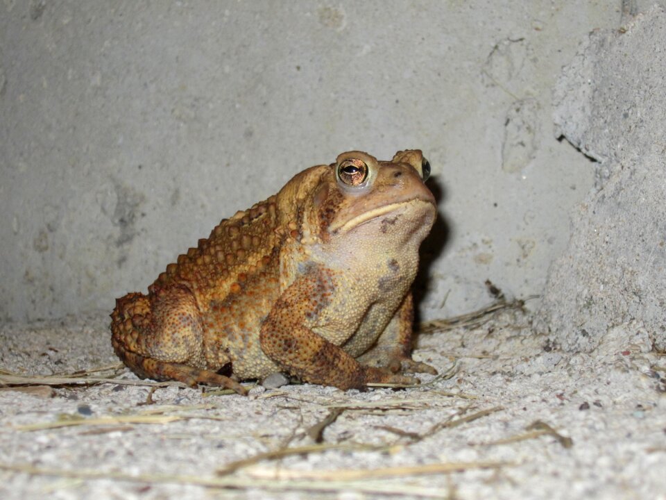 Nature wildlife toad