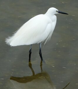 Egret fishing grey time ile de noirmoutier