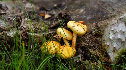 Nature autumn yellow mushroom