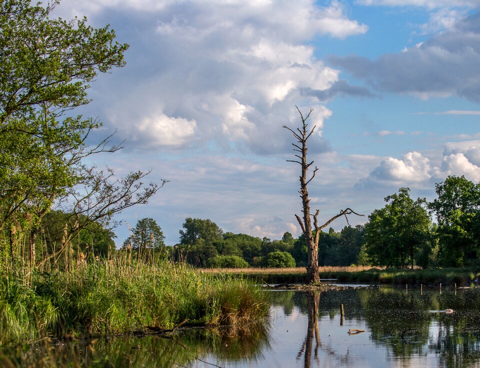Nature reflection tree