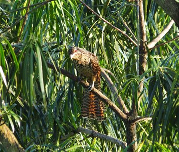 Wildlife tree outdoors