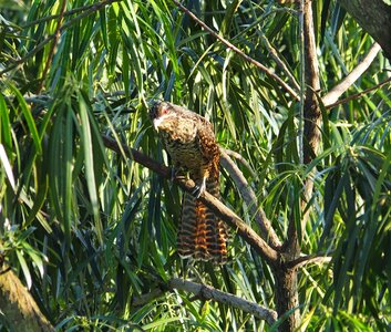 Wildlife tree outdoors photo