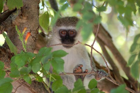 Monkey primate vervet monkey photo