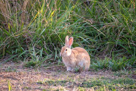 Little rabbit green rabbit