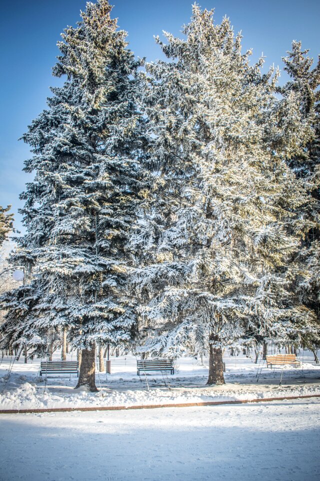 Tree frozen coldly