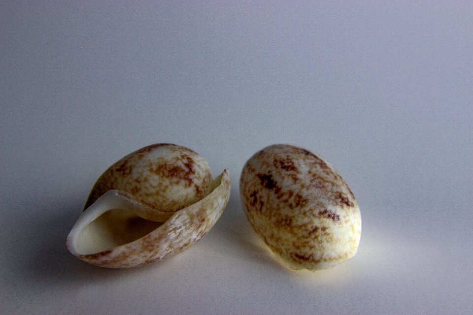 Ocean seashell water