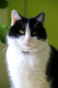 Cute animal portrait