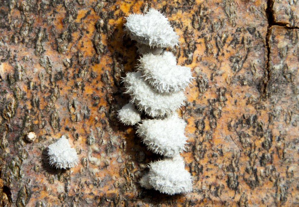 Close up wood mushrooms