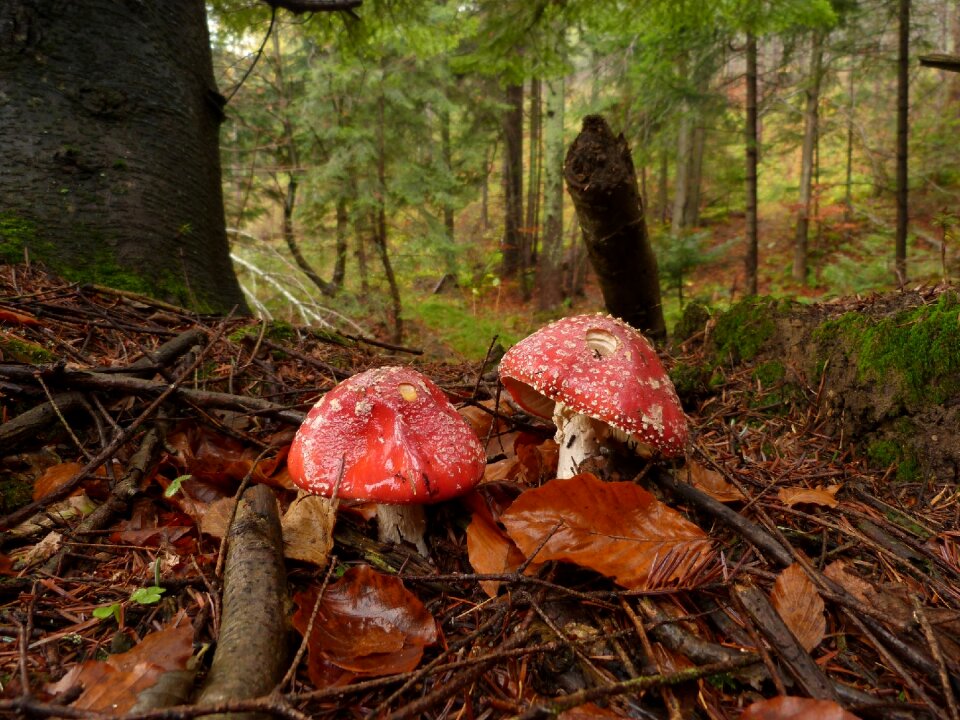 Autumn mosses amanita