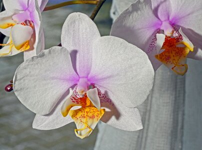 Yellow speckled flower photo