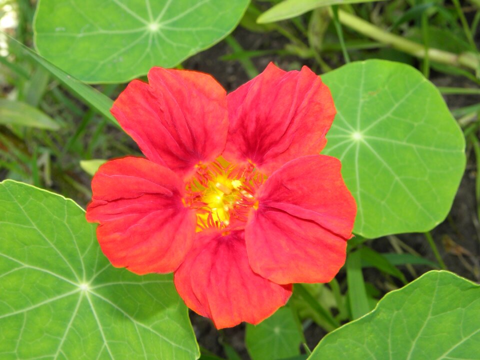 Nature plant summer