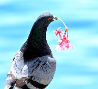 Wing feather flowers cavalier