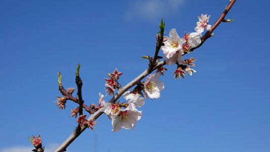 Shrub fish announcement of the spring