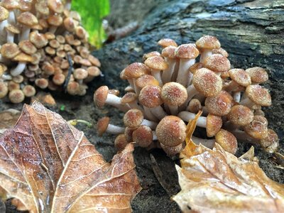 Fall mushroom