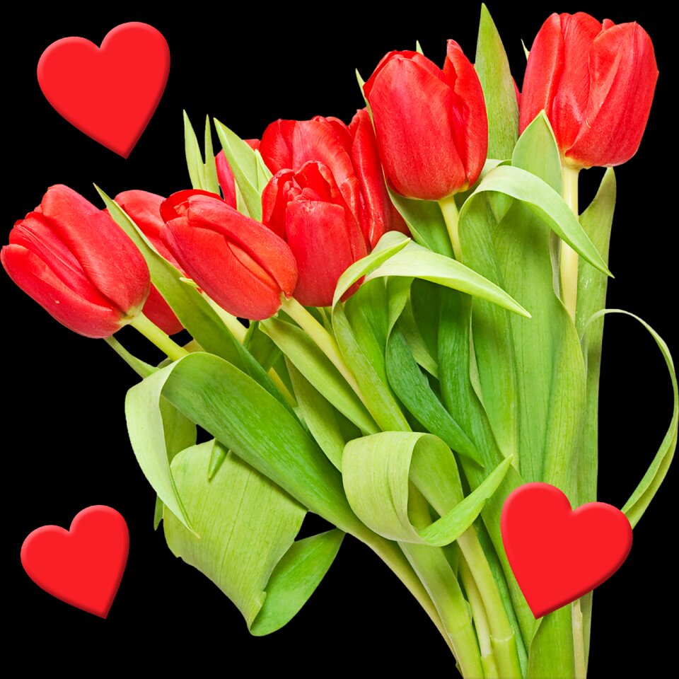 Plant nature hearts